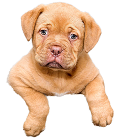 Dogs